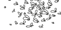 Mosquitos